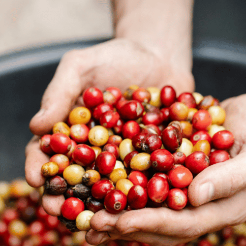 Sposoby obróbki kawy (owoców kawowca)